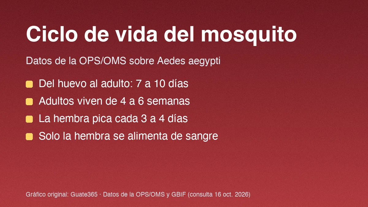 Cuatro datos del ciclo de vida del Aedes aegypti: huevo a adulto en 7 a 10 días, adultos de 4 a 6 semanas, la hembra pica cada 3 a 4 días