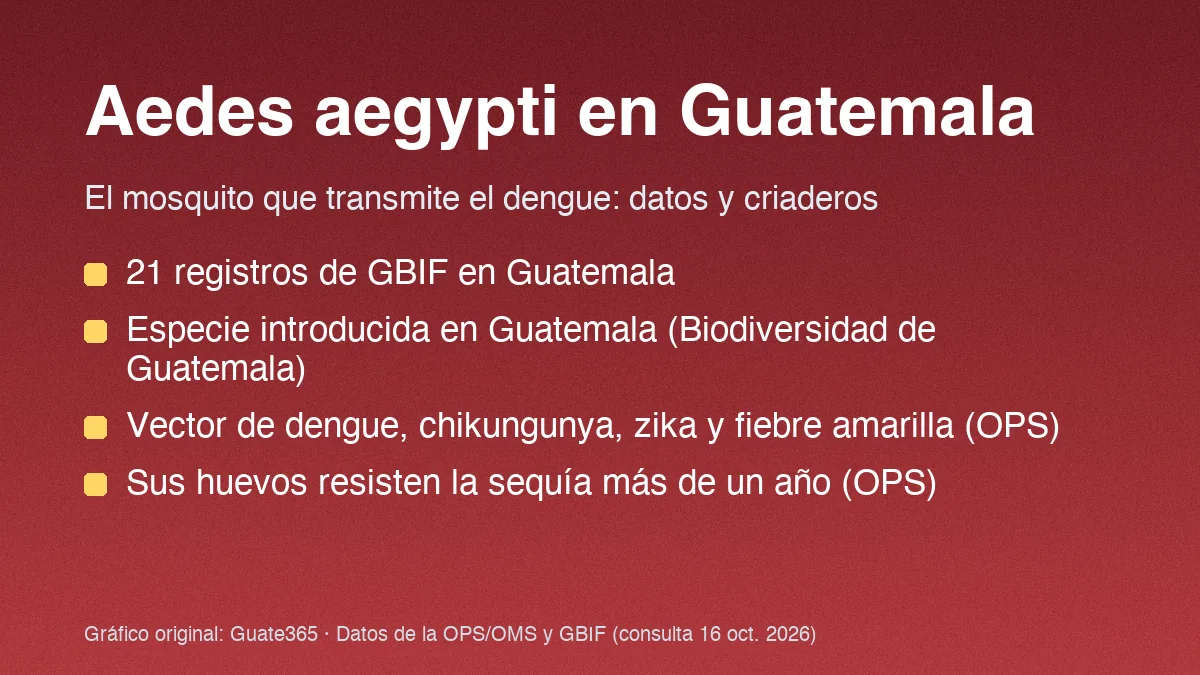 Aedes aegypti en Guatemala: el mosquito del dengue