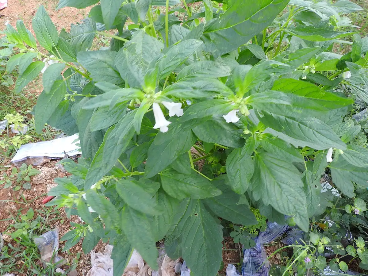 Planta de ajonjolí, Sesamum orientale, con hojas verdes y flores en un campo de la India
