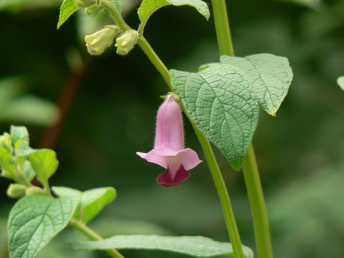Flor rosada de la planta de ajonjolí con hojas verdes
