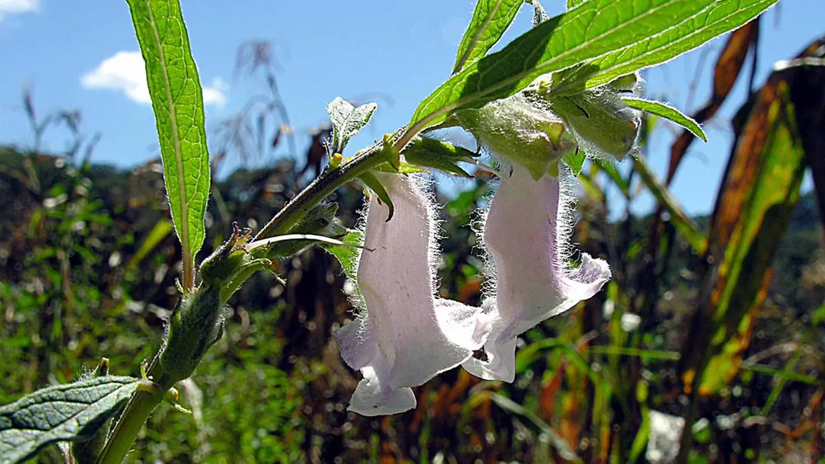Flores rosadas y blancas de la planta de ajonjolí junto a sus hojas