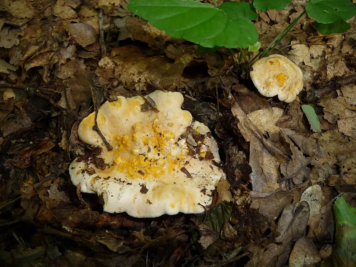 Hongo del género Cantharellus, de sombrero claro, sobre hojas secas del bosque