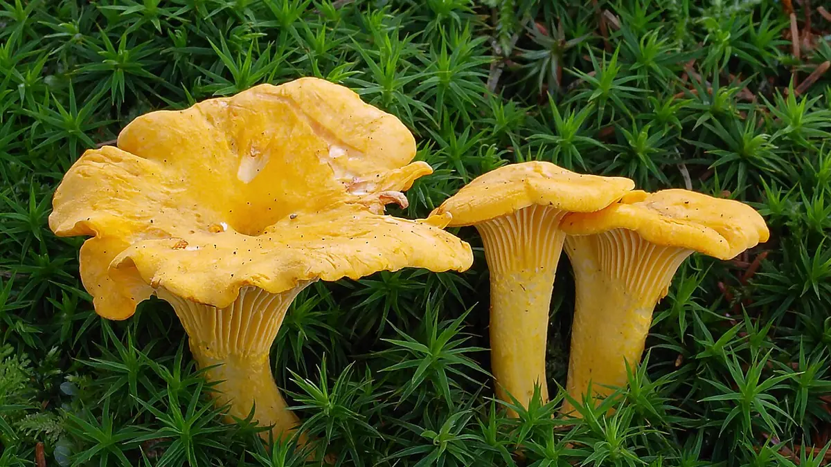 Hongos amarillos del género Cantharellus sobre musgo verde