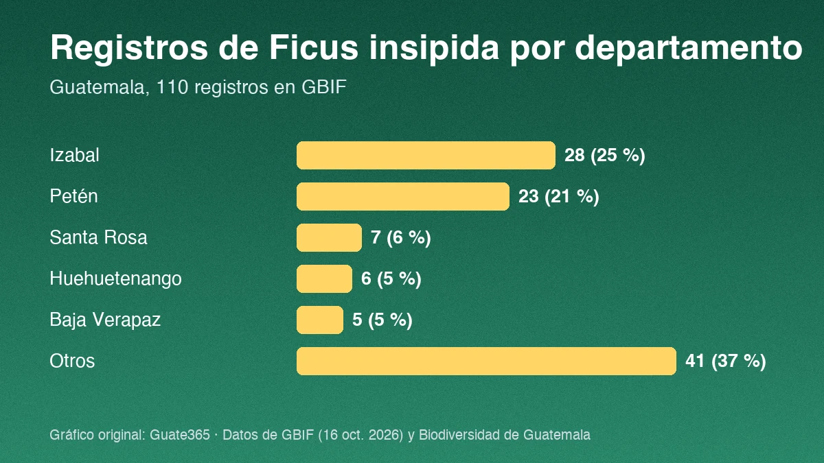 Barras con registros de Ficus insipida por departamento en Guatemala: Izabal 28, Petén 23, Santa Rosa 7, Huehuetenango 6, Baja Verapaz 5 y otros 41