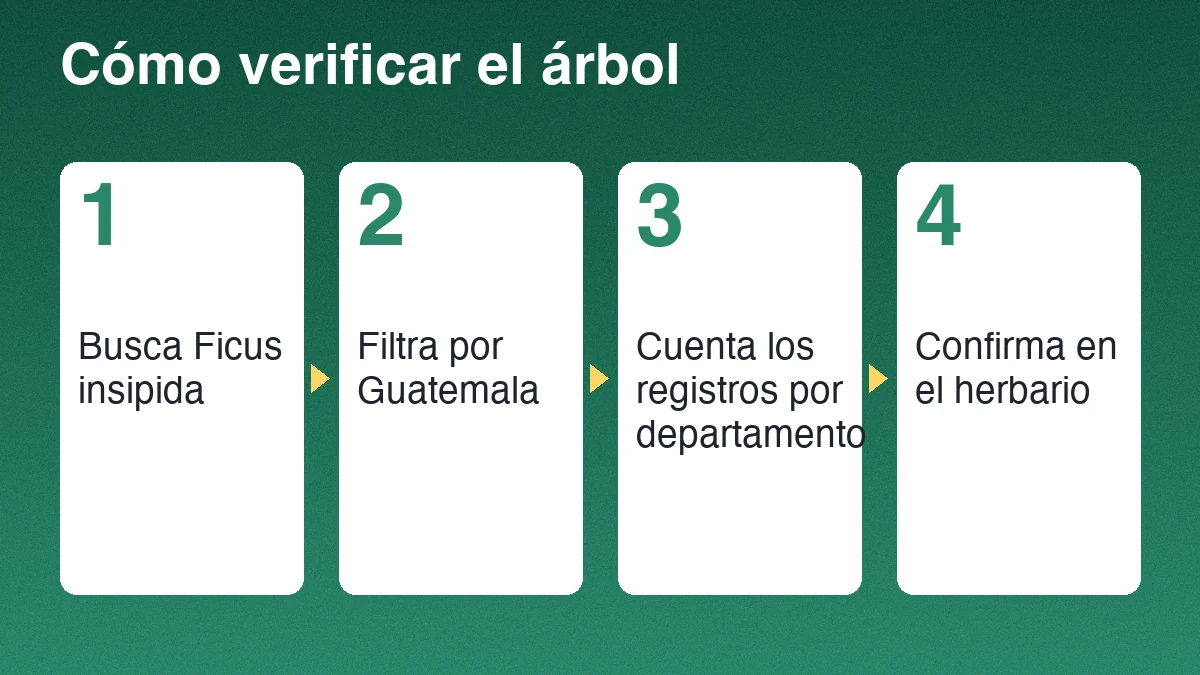 Cuatro pasos para verificar un árbol: buscar Ficus insipida, filtrar por Guatemala, contar por departamento y confirmar en el herbario