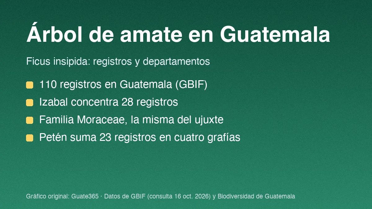 Tarjeta con el título Árbol de amate en Guatemala y cuatro datos de Ficus insipida en GBIF
