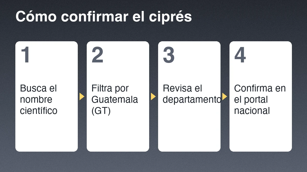 Cuatro pasos para confirmar un ciprés: buscar el nombre científico, filtrar por Guatemala, revisar el departamento y confirmar en el portal nacional