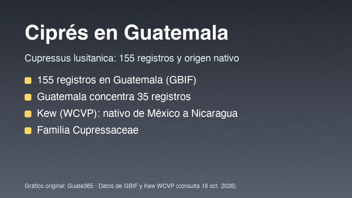 Tarjeta con el título Ciprés en Guatemala y cuatro datos de registros y origen de Cupressus lusitanica