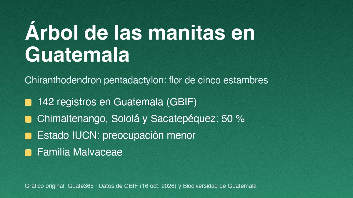 Tarjeta con el título Árbol de las manitas en Guatemala y cuatro datos de registros y estado IUCN