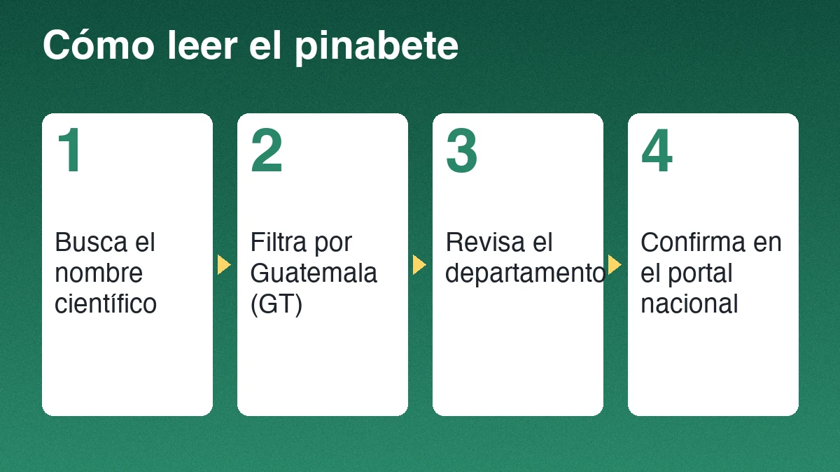 Cuatro pasos para leer los registros de pinabete: buscar el nombre científico, filtrar por Guatemala, revisar el departamento y confirmar en el portal nacional