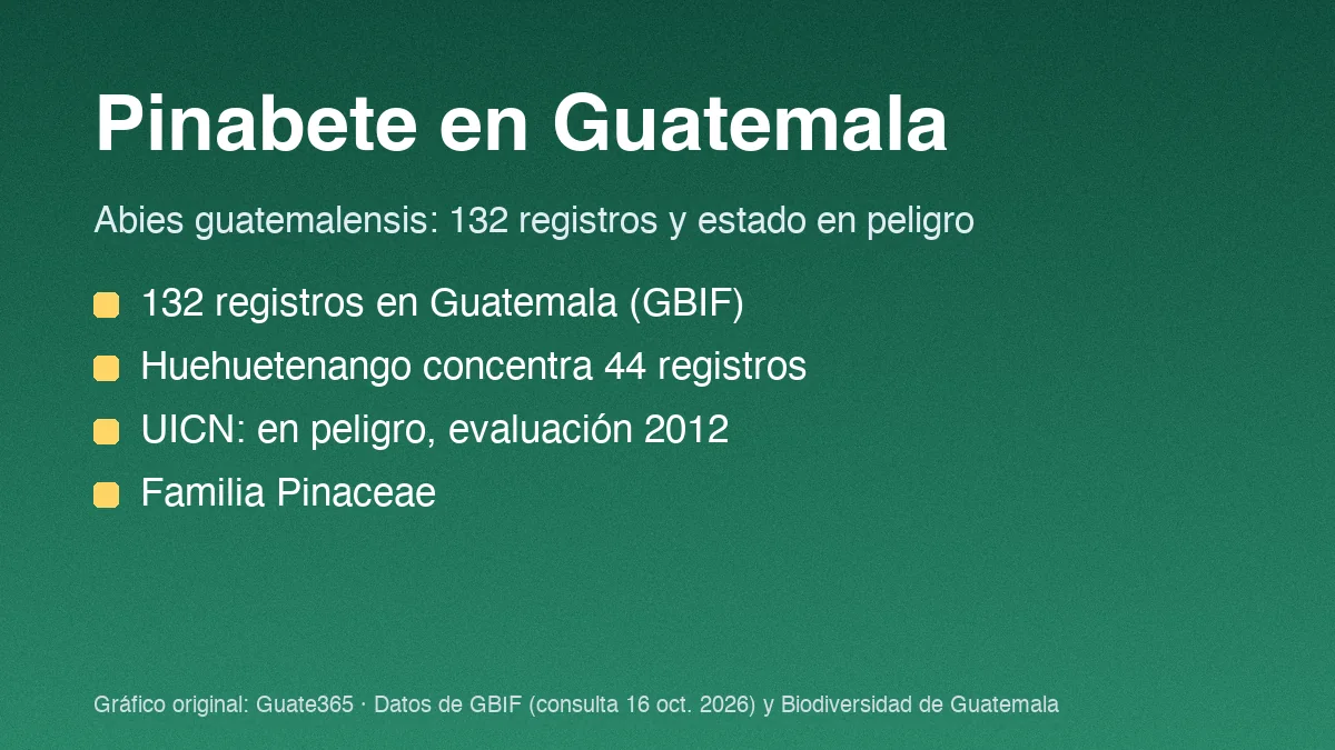 Tarjeta con el título Pinabete en Guatemala y cuatro datos de registros y estado de Abies guatemalensis