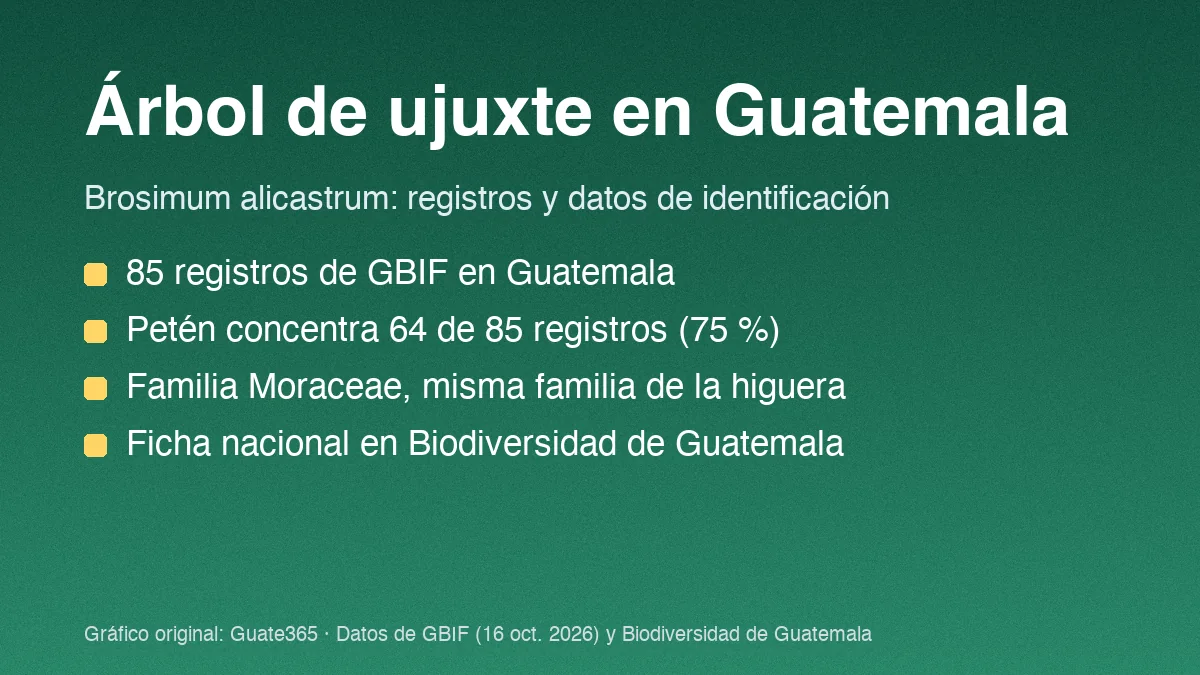 Árbol de ujuxte en Guatemala: qué es, dónde crece y usos