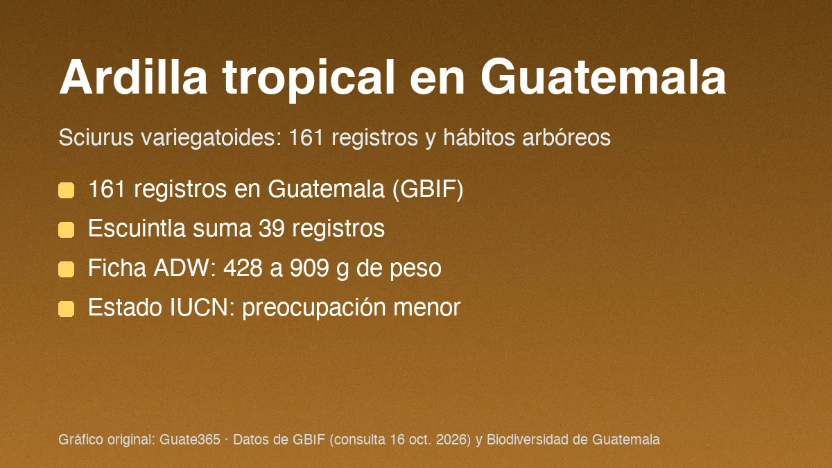 Tarjeta con el título Ardilla tropical en Guatemala y cuatro datos de registros y hábitos de Sciurus variegatoides