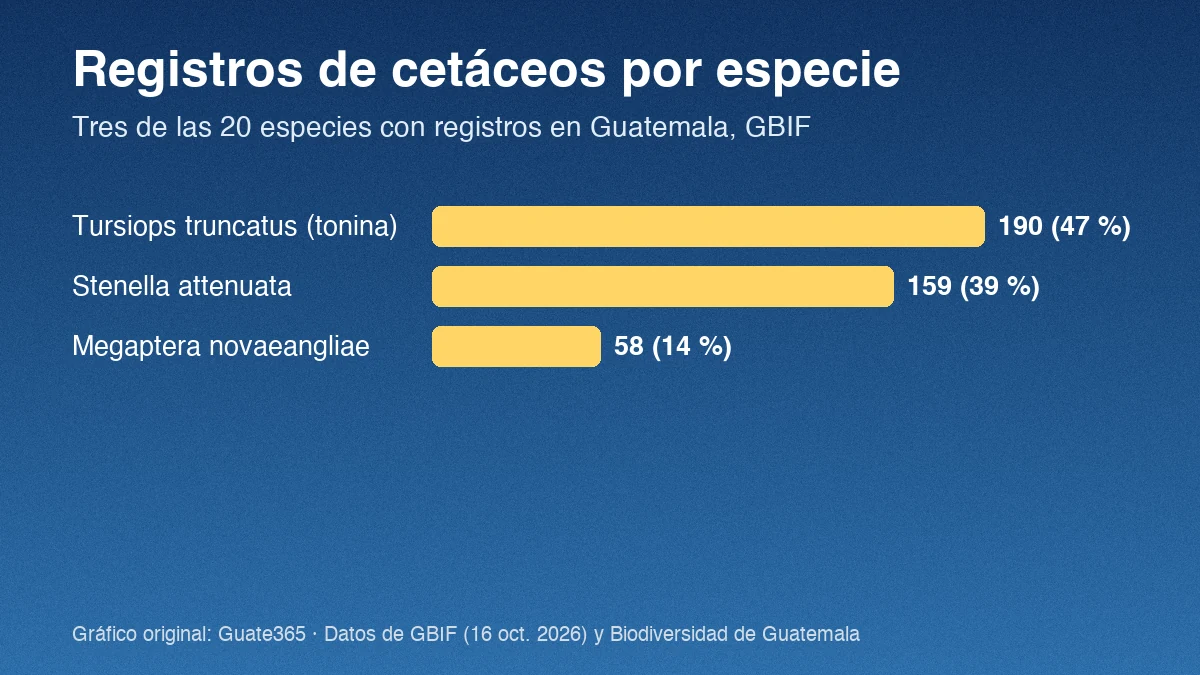 Barras con registros GBIF de tres especies de cetáceos en Guatemala: Tursiops truncatus 190, Stenella attenuata 159 y Megaptera novaeangliae 58