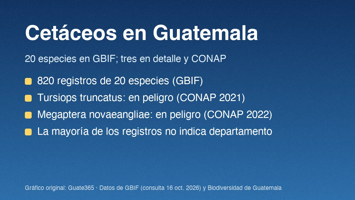 Tarjeta con el título Cetáceos en Guatemala y cuatro datos de registros y categorías CONAP