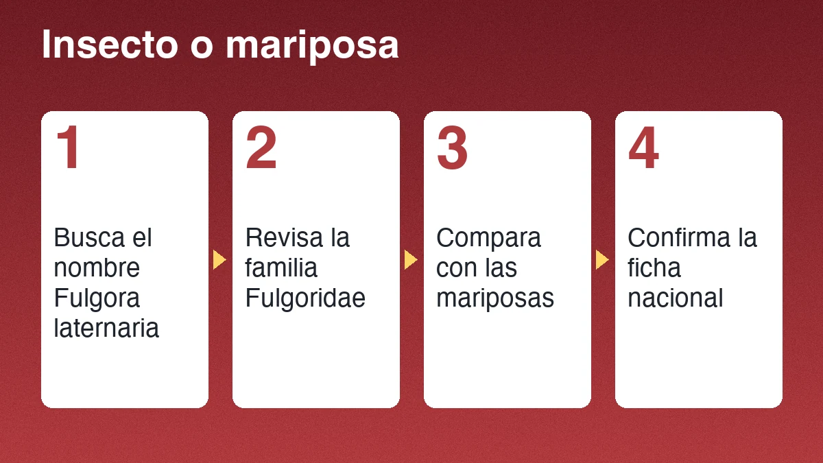 Cuatro pasos para confirmar un insecto: buscar el nombre científico, revisar la familia, comparar con mariposas y confirmar la ficha nacional