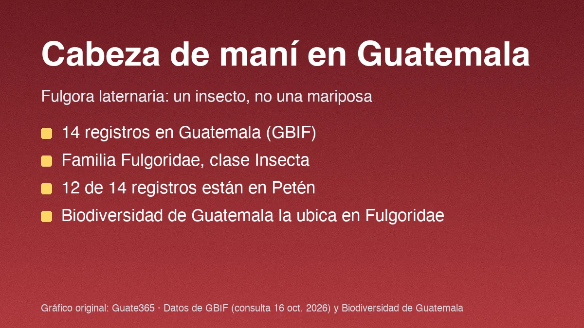 Tarjeta con el título Cabeza de maní en Guatemala y cuatro datos de Fulgora laternaria en GBIF