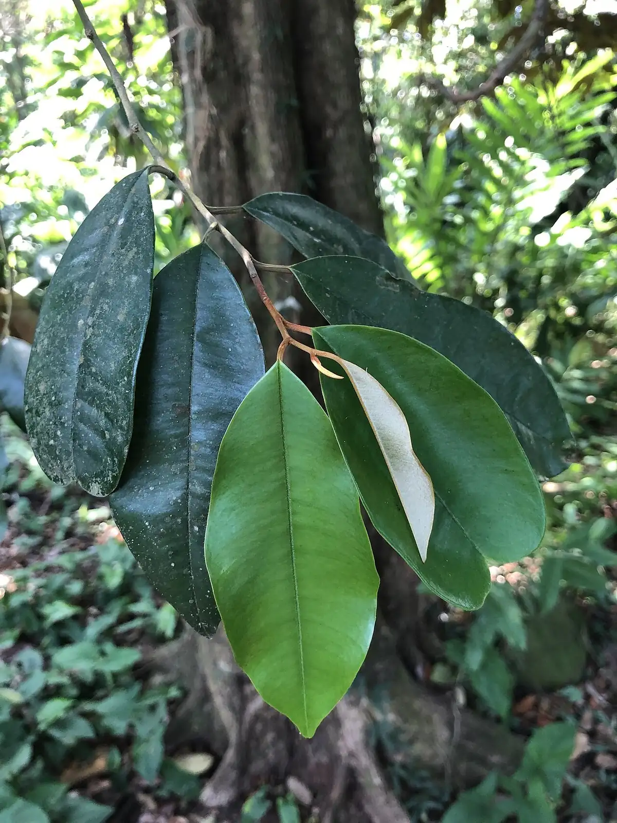 Ramas de caimito con hojas verdes y brillantes