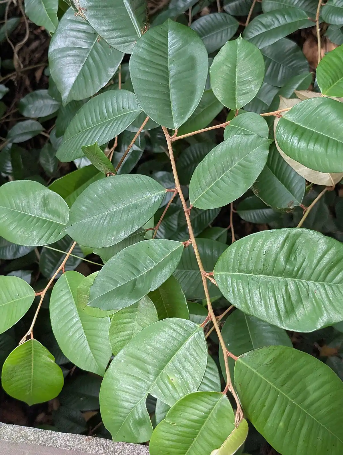 Hojas verdes de caimito sobre una rama