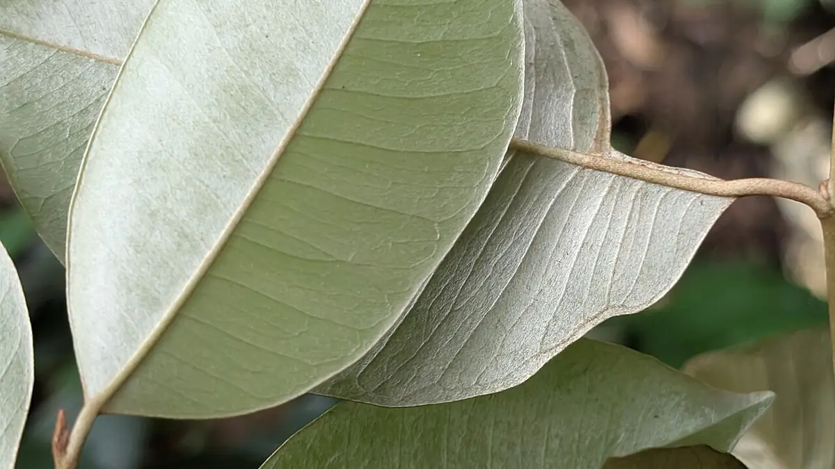 Hojas de caimito con el envés plateado y cubierto de pelos finos