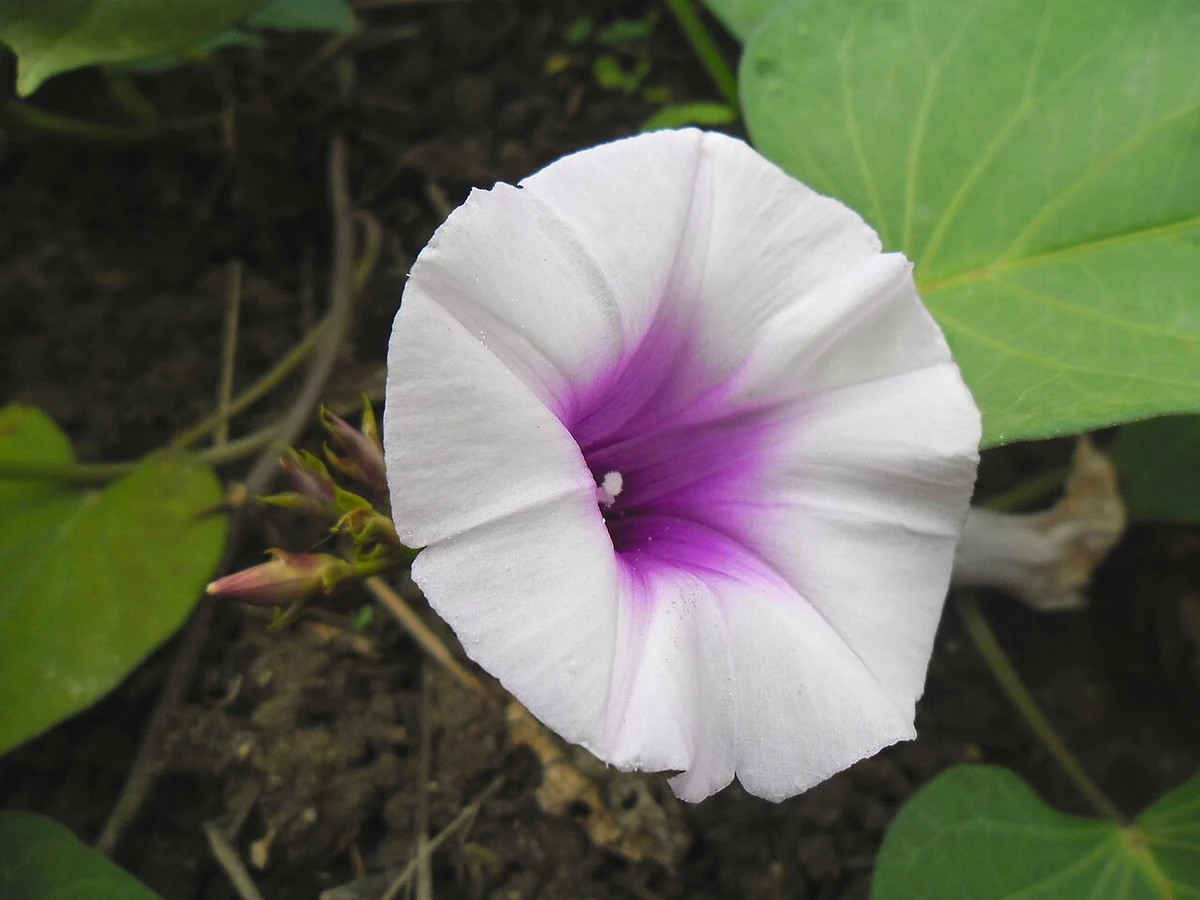 Flor blanca con centro morado de la planta del camote, entre hojas verdes