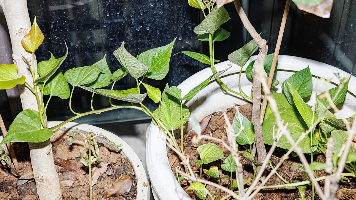 Plantas de camote con hojas verdes creciendo en macetas