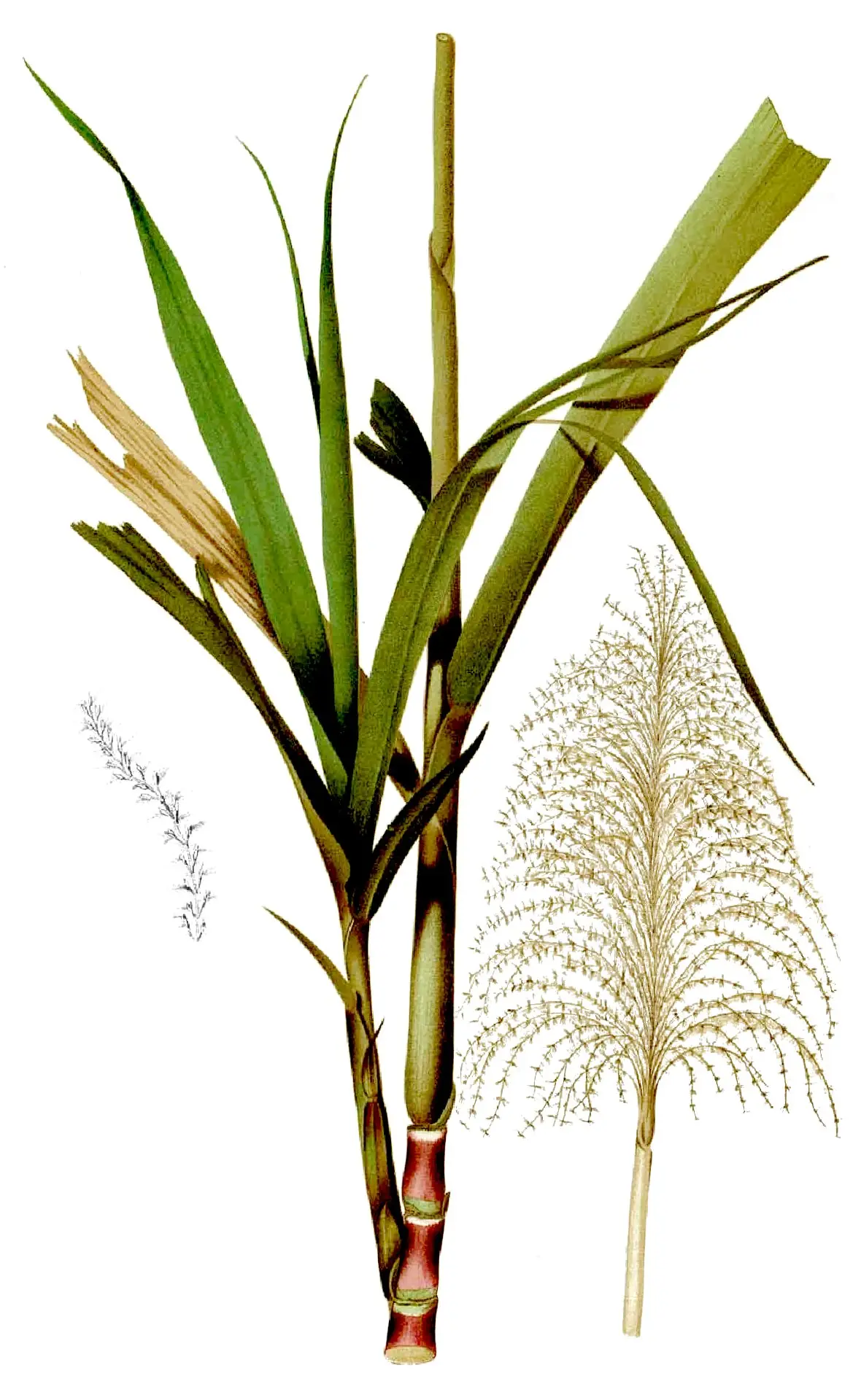 Ilustración botánica antigua de una planta de caña de azúcar con tallos y hojas