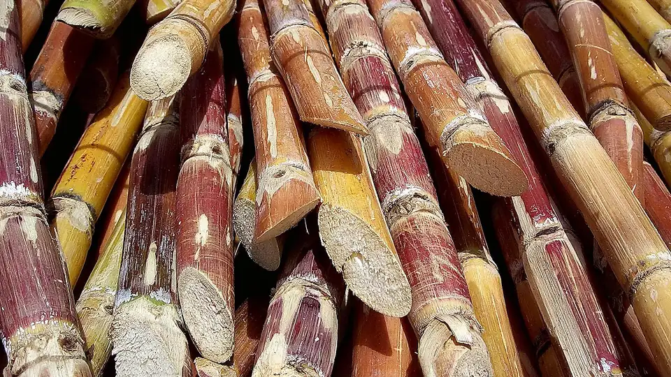 Tallos de caña de azúcar cortados, apilados en un montón, con colores verdes, morados y amarillos