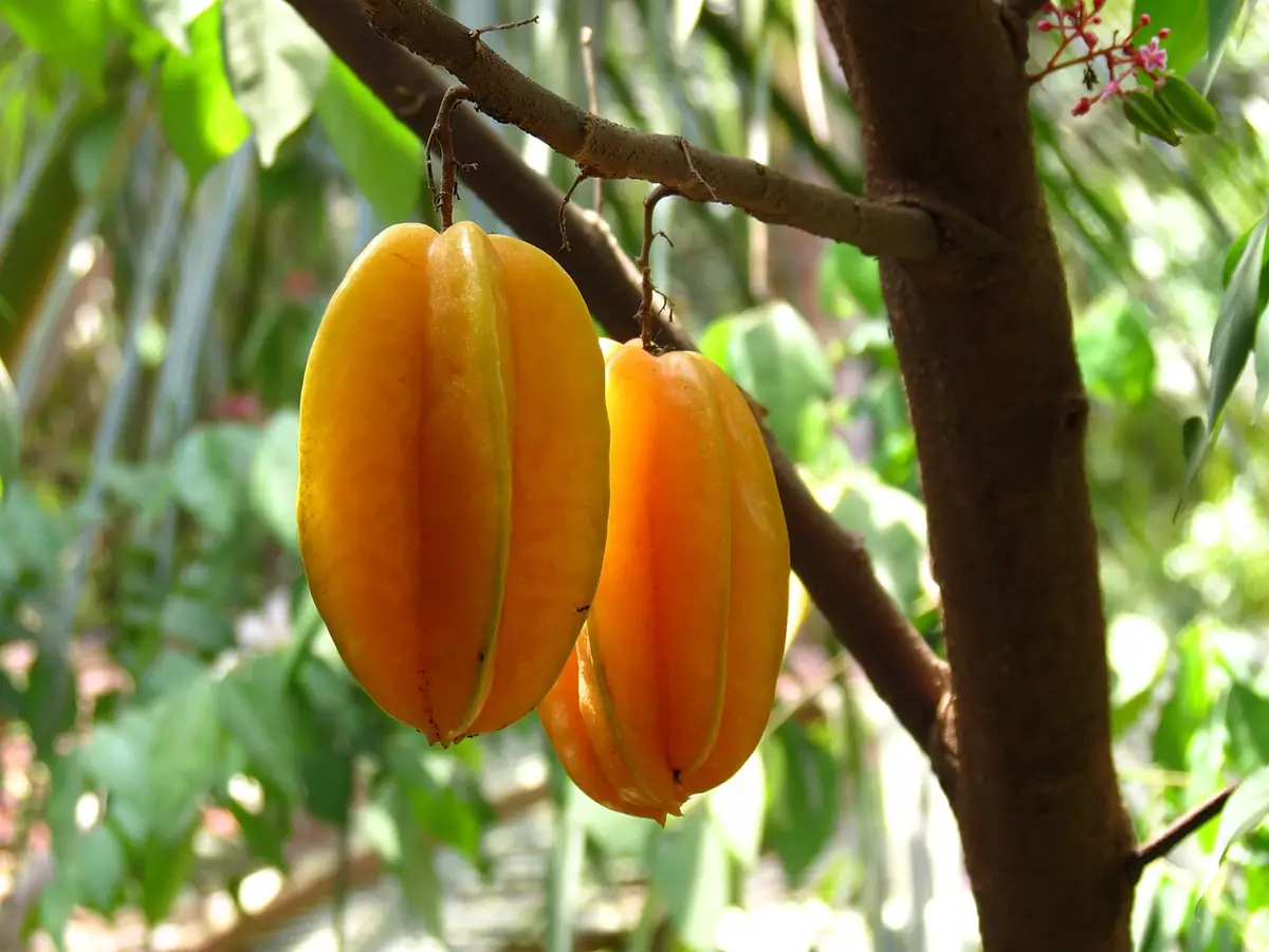 Frutos de carambola amarillos colgando de una rama
