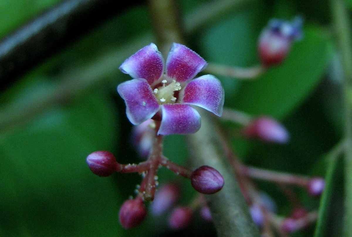 Flor morada de carambola con capullos rojizos