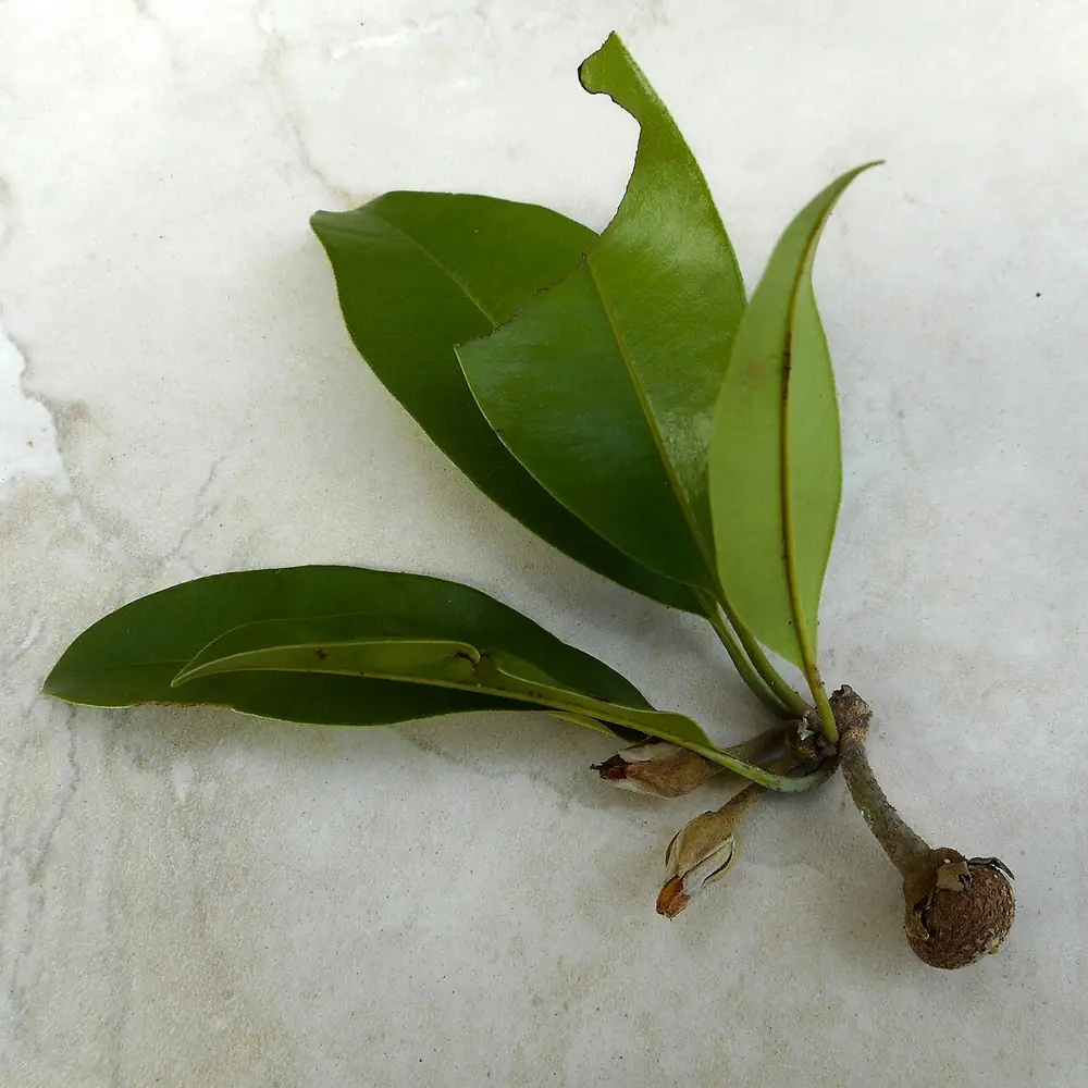 Fruto redondo y café del chicozapote colgando de una rama con hojas verdes