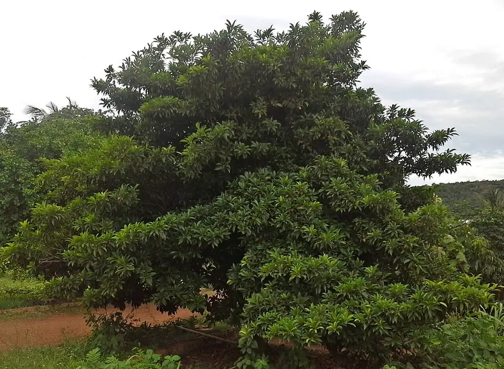 Árbol de chicozapote de copa densa con hojas verdes, sobre suelo rojizo