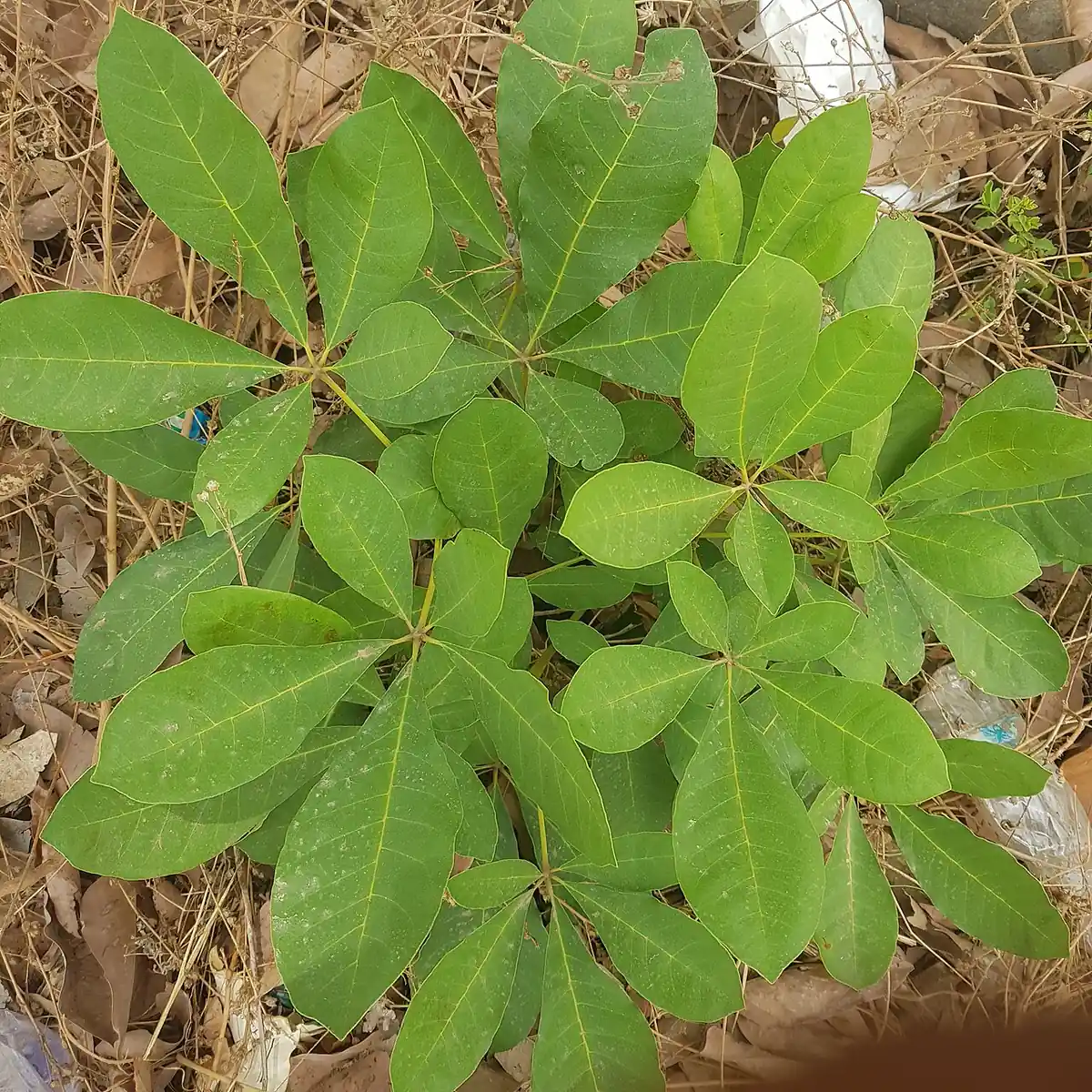 Planta de chipilín con hojas verdes de tres folíolos sobre suelo seco