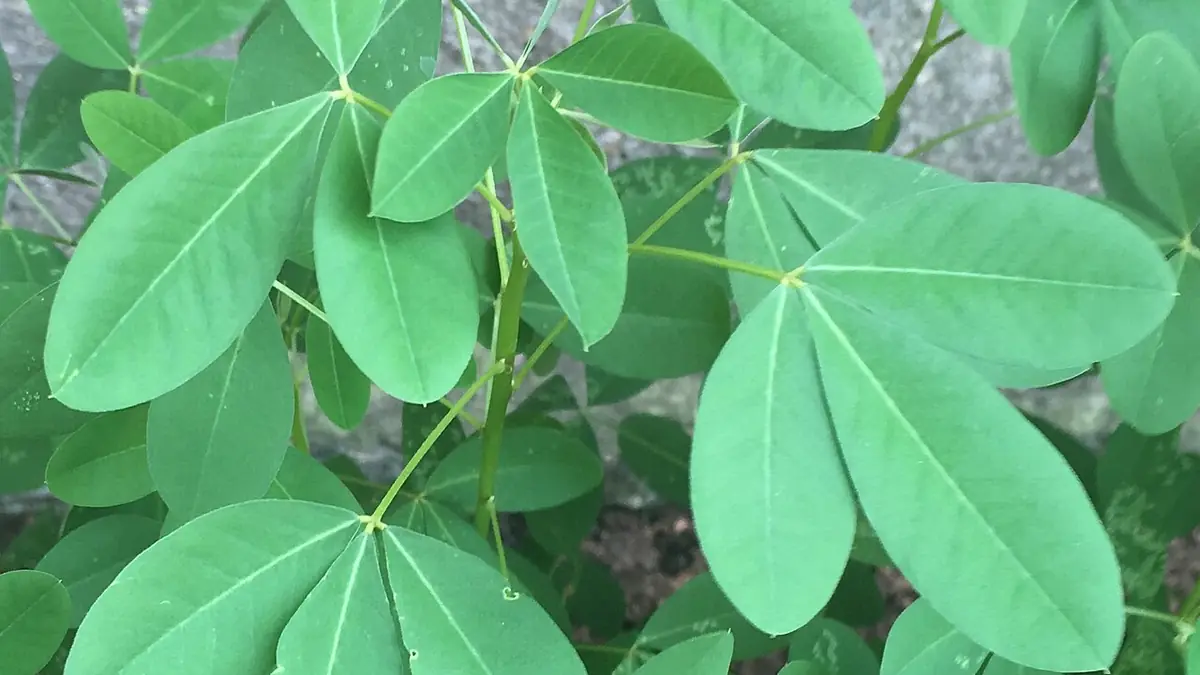 Hojas verdes de chipilín, con tres folíolos ovalados por hoja, sobre un tallo