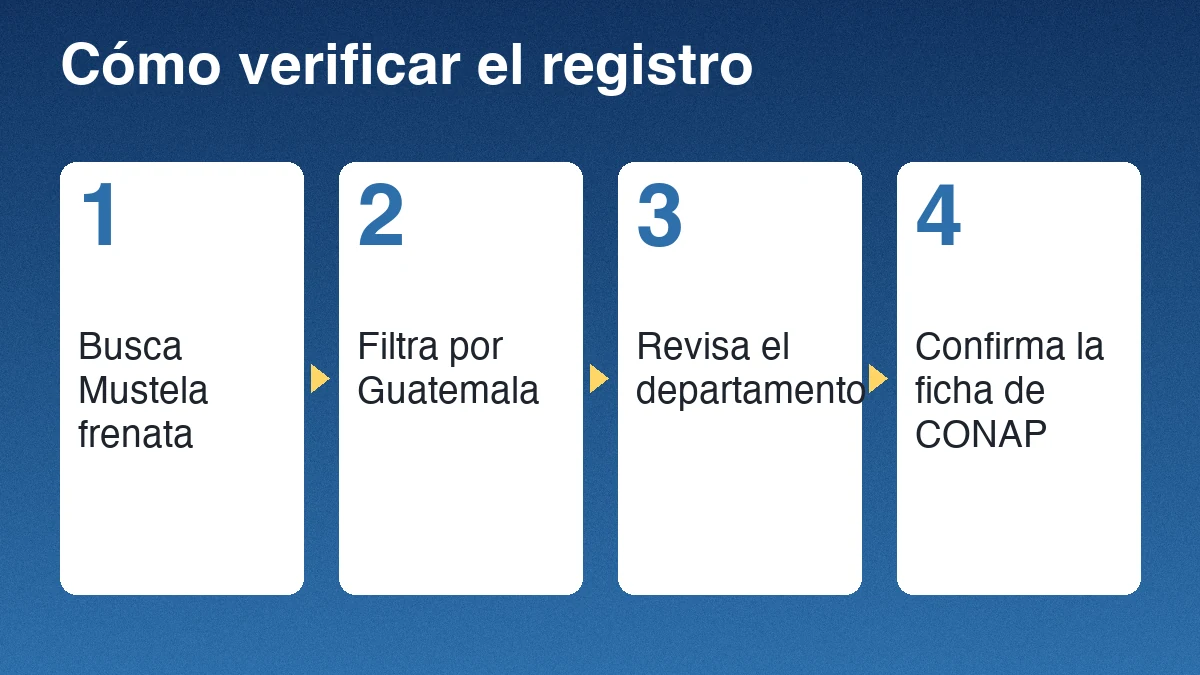 Cuatro pasos para verificar un registro de comadreja: buscar Mustela frenata, filtrar por Guatemala, revisar el departamento y confirmar la ficha de CONAP