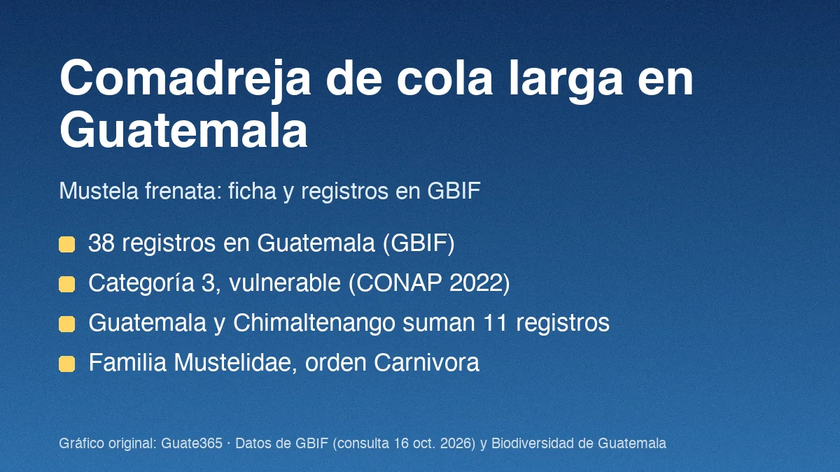 Tarjeta con el título Comadreja de cola larga en Guatemala y cuatro datos de Mustela frenata