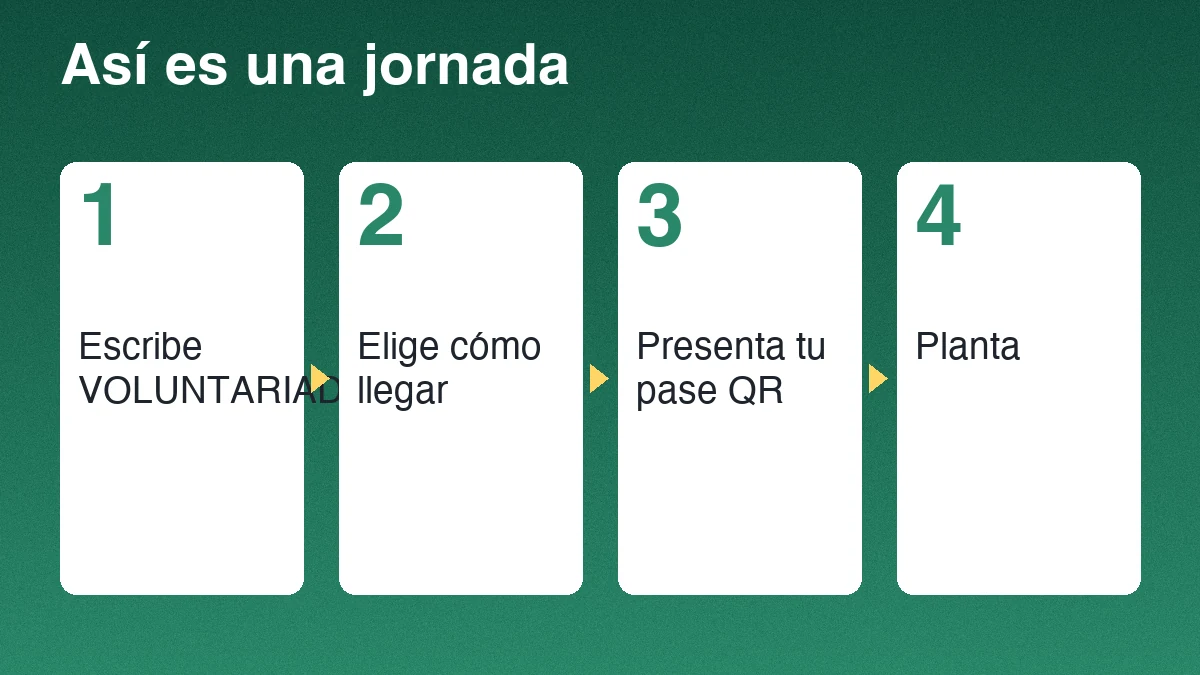 Cuatro pasos para participar en una jornada de Plantemos sobre fondo verde