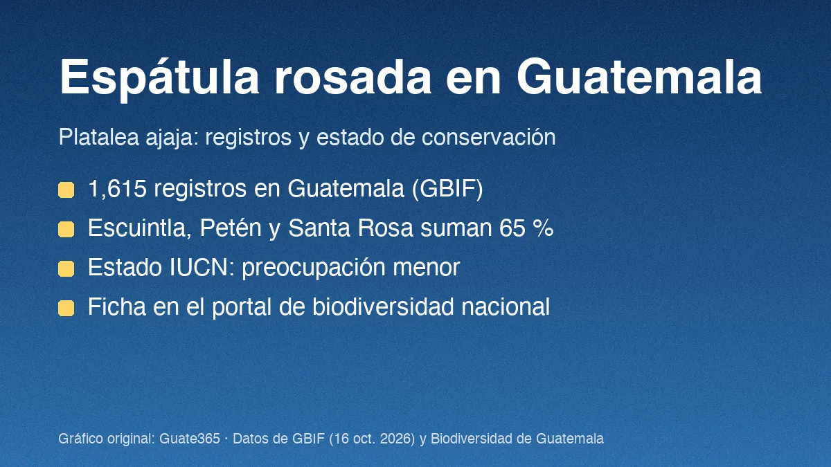 Tarjeta con el título Espátula rosada en Guatemala y cuatro datos de registros y estado IUCN