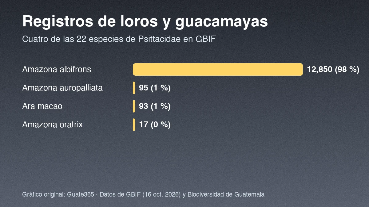 Barras con registros GBIF de cuatro especies de loros y guacamayas en Guatemala: Amazona albifrons 12,850; Amazona auropalliata 95; Ara macao 93; Amazona oratrix 17