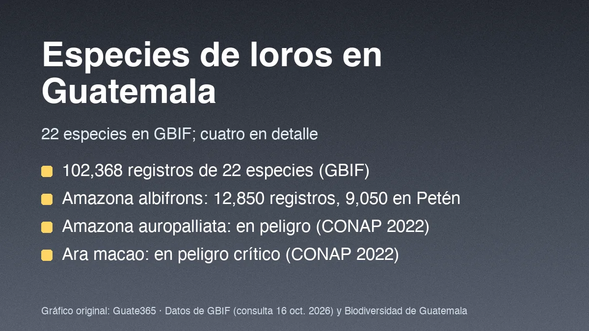 Tarjeta con el título Especies de loros en Guatemala y cuatro datos de registros en GBIF