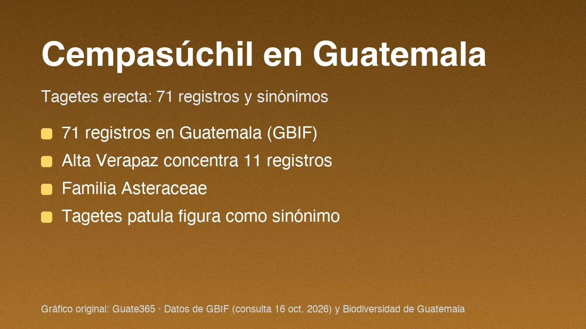 Tarjeta con el título Flor de cempasúchil en Guatemala y cuatro datos de registros de Tagetes erecta