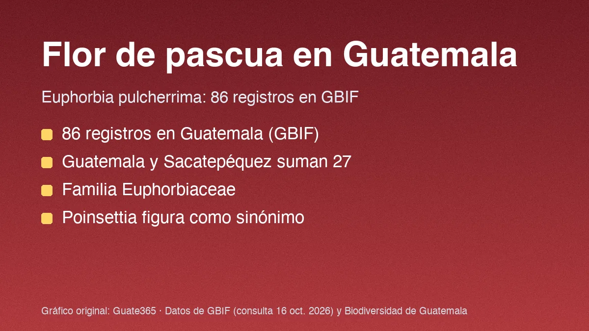 Tarjeta con el título Flor de pascua en Guatemala y cuatro datos de registros de Euphorbia pulcherrima