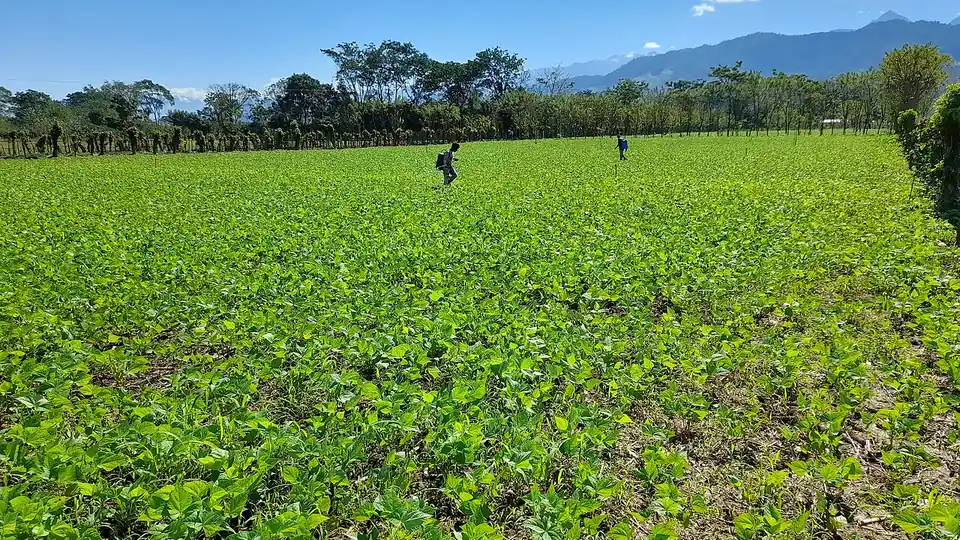 Campo de cultivo de frijol con hojas verdes, con dos personas caminando al fondo y montañas en el horizonte