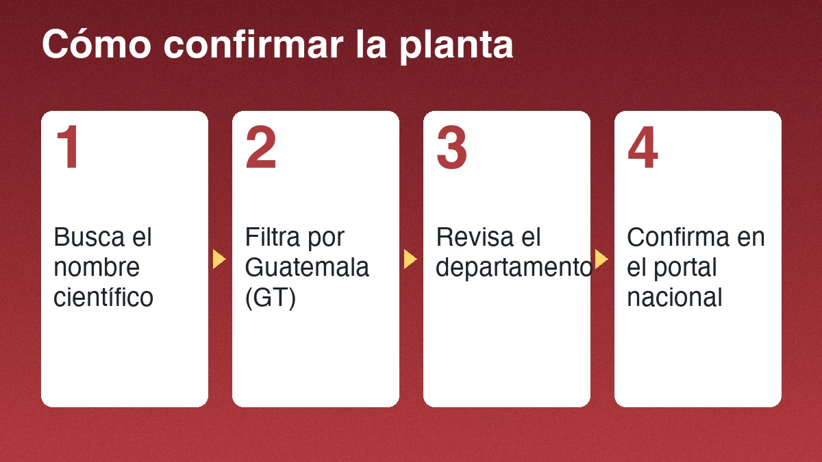 Cuatro pasos para confirmar el galán de noche: buscar el nombre científico, filtrar por Guatemala, revisar el departamento y confirmar la planta antes de tocarla