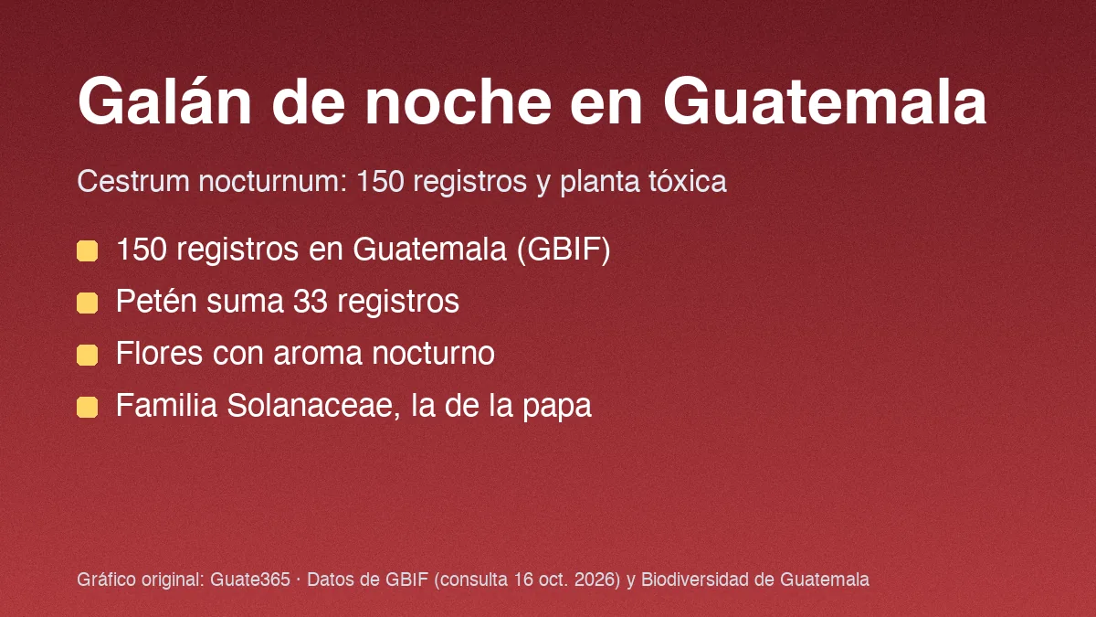 Tarjeta con el título Galán de noche en Guatemala y cuatro datos de registros y toxicidad de Cestrum nocturnum