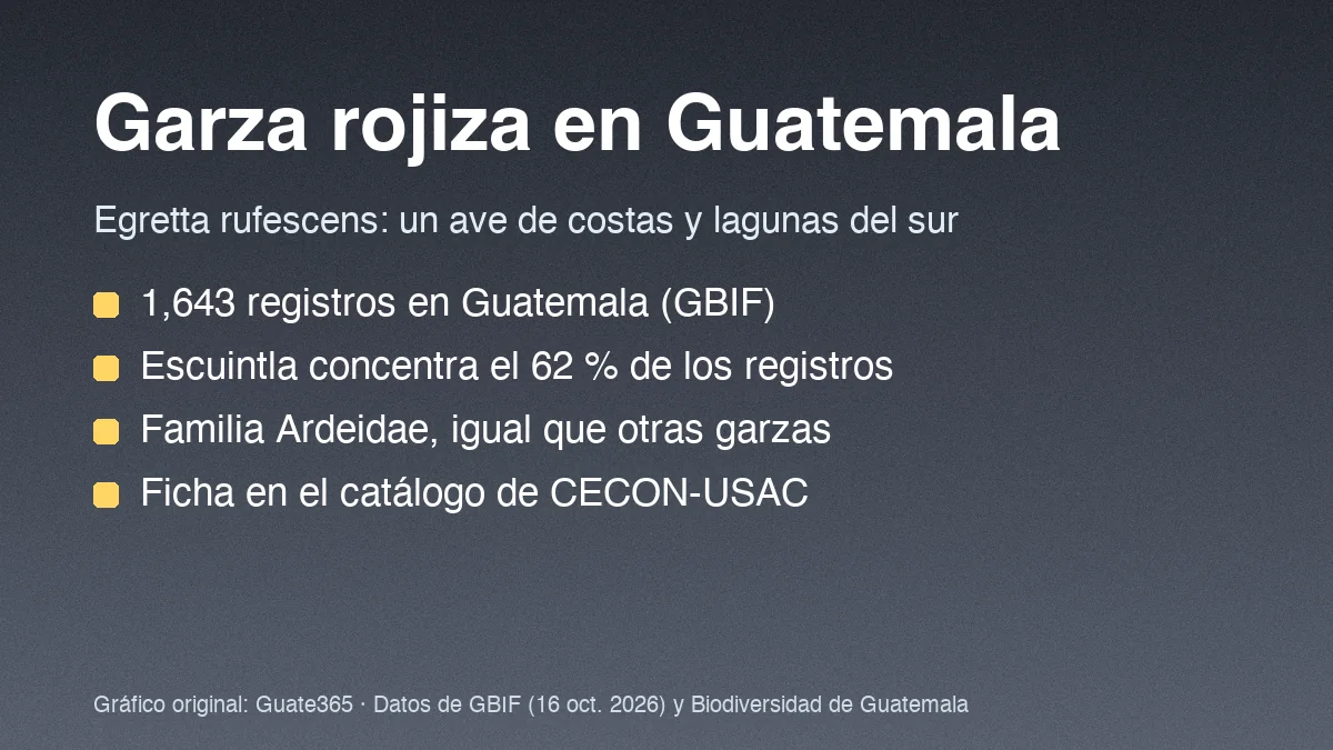 Tarjeta con el título Garza rojiza en Guatemala y cuatro datos de registros y fuentes