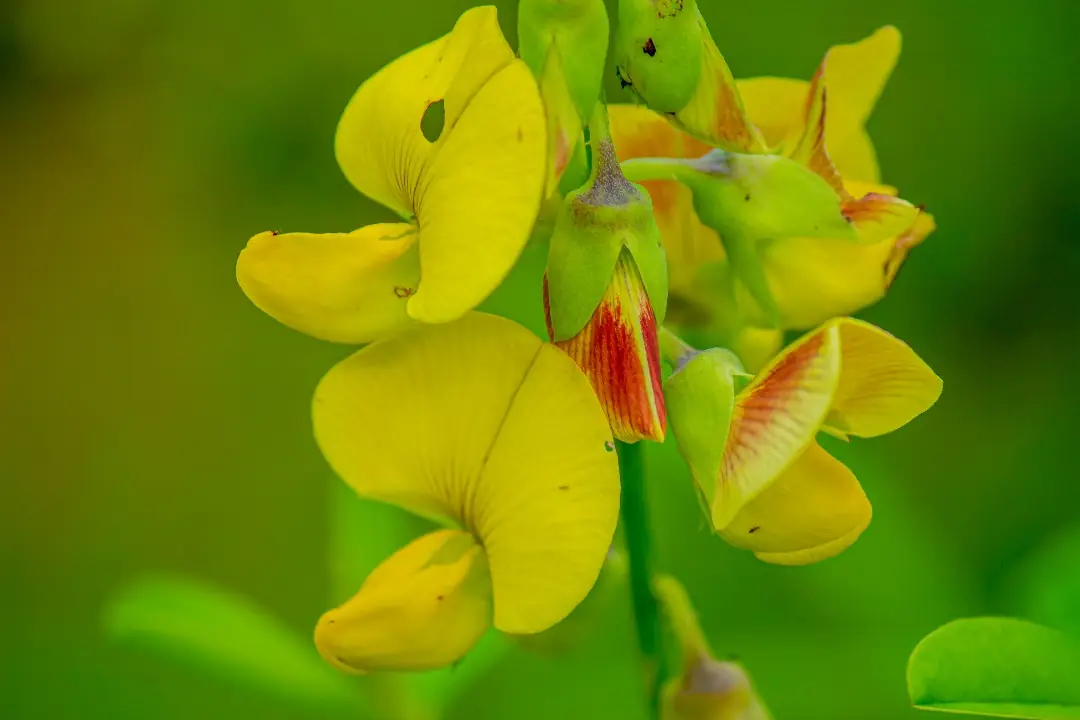Flores amarillas de chipilín con vainas verdes sobre un fondo verde