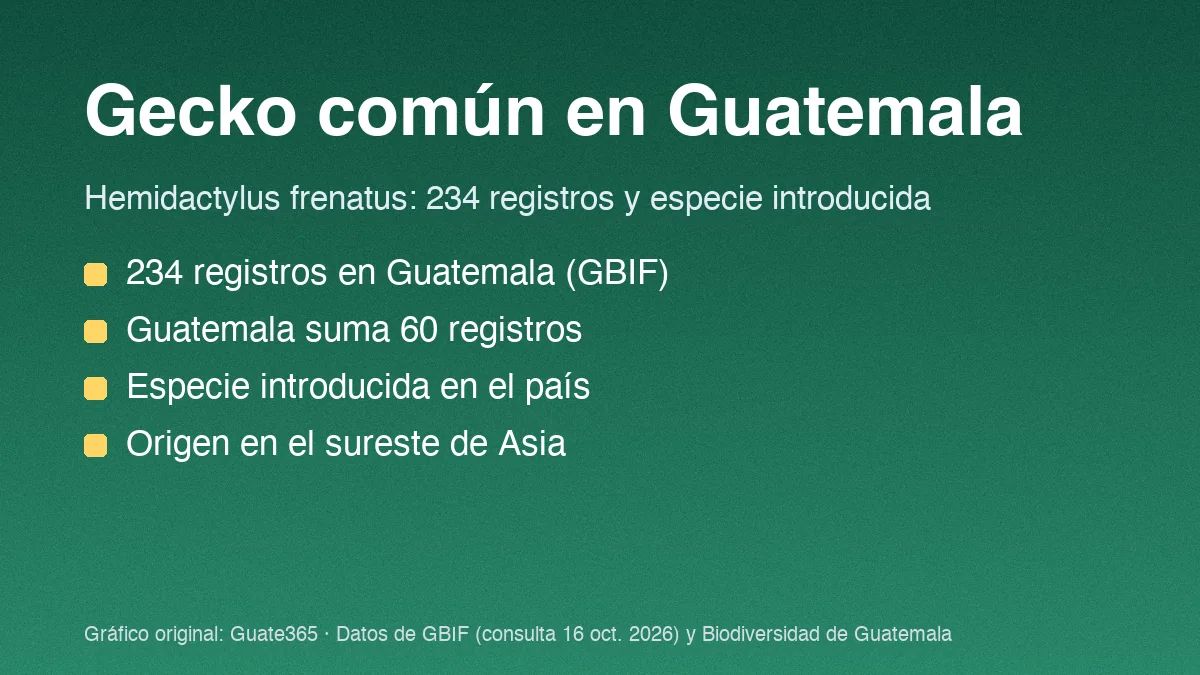 Tarjeta con el título Gecko común en Guatemala y cuatro datos de registros y origen de Hemidactylus frenatus