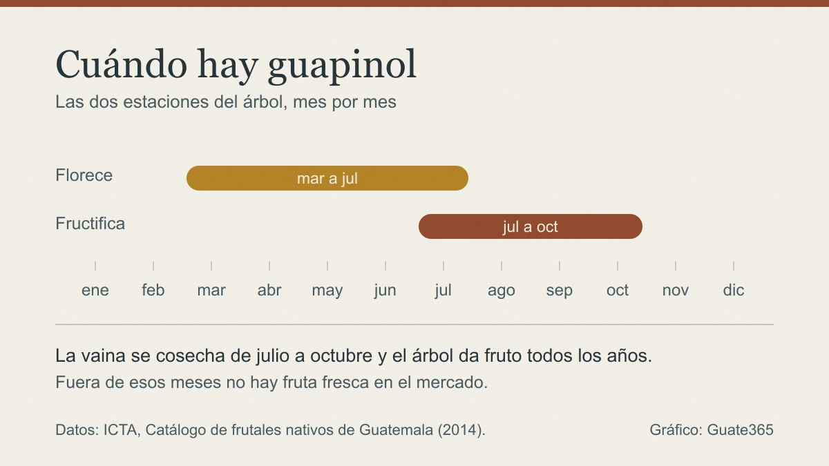 Línea de tiempo con los meses del año: el guapinol florece de marzo a julio y fructifica de julio a octubre
