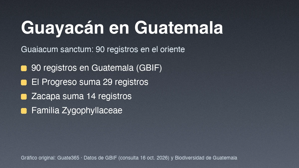 Tarjeta con el título Guayacán en Guatemala y cuatro datos de registros y madera de Guaiacum sanctum